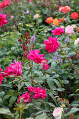 日本周遊　百花繚乱の箱根強羅公園