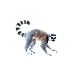 Fototapeta premium A cute ring-tailed lemur (Lemur catta) with black and white fur and tail is sitting in its wild Madagascar nature habitat