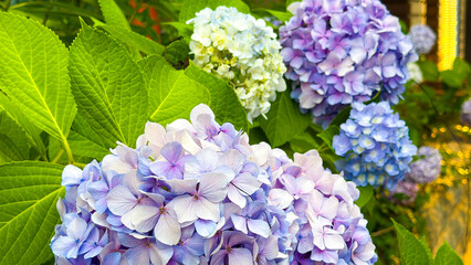 梅雨時期に咲く青色の美しいアジサイの花