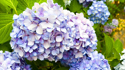梅雨時期に咲く青色の美しいアジサイの花