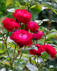 日本周遊　百花繚乱の箱根強羅公園