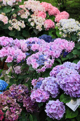 日本周遊　百花繚乱の箱根強羅公園