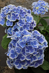 日本周遊　百花繚乱の箱根強羅公園