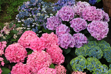 日本周遊　百花繚乱の箱根強羅公園