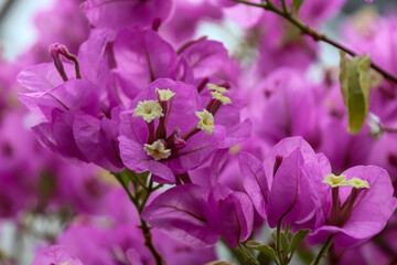 日本周遊　百花繚乱の箱根強羅公園