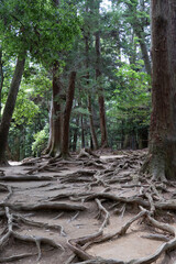 Tree roots lining the forest floor on the Kurama to Kibune hike Japan