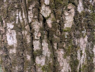 Photo of poplar tree bark