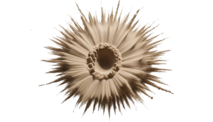 Abstract vector illustration of isolated sunflower and dandelion plants with dry brown seeds and green spines