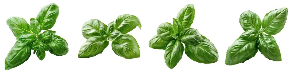Fototapeta premium Set of Fresh Green Basil Leaves Isolated on Transparent Background