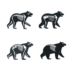 Obraz premium Bear Skeleton Anatomy Four Views, Walking Pose, XRay Style