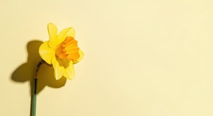 Single yellow daffodil flower on pale yellow background showcasing springtime freshness perfect for seasonal greeting cards