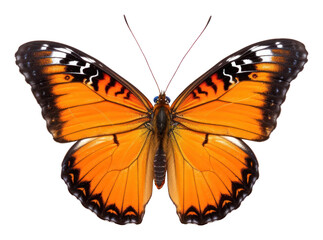 PNG Butterfly butterfly insect orange.