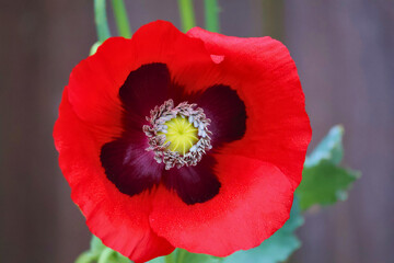  Beautiful blooming red poppy flower