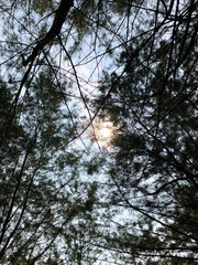 trees in the sky
