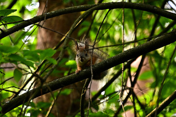 A cute squirrel sits on a tree branch in a summer forest.