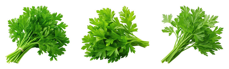 Fresh parsley bundles on a black background
