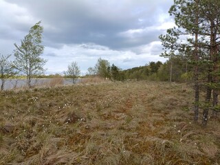 Rekyva forest and lake during sunny summer day. Pine and birch tree woodland. Bushes are growing in woods. Wavy lake.Sunny day with white and gray clouds in sky. Summer season. Nature. Rekyvos miskas.