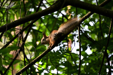 A cute squirrel sits on a tree branch in a summer forest.