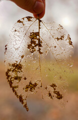 Southern Illinois Nature

