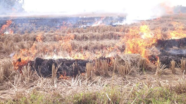 Stubble Burning in India( Parali burning), also known as stubble or straw burning, is the practice of setting fire to crop residue left after harvesting, primarily in agricultural regions of India.