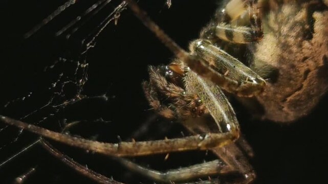 Bright macro 8K footage, a large orb spider crawls upside down through its sticky web at night, weaving intricate strands and feeding on its prey, as the spooky, illuminated web sways gently.