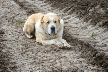 Central Asian Shepherd Dog alabai adult watching seriously lays on the wet ground with traces of...