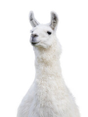Fototapeta premium white llama isolated on white background