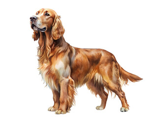 Watercolor Painting of a Golden Retriever Dog on Transparent Background, Watercolor Illustration on Transparent Background
