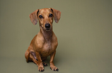Cute brown dachshund dog sitting against green background ideal for pet adoption campaign or dog...