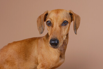 Closeup portrait of brown dachshund with intense eyes over neutral background useful for pet identity, loyalty or veterinary advertising concepts