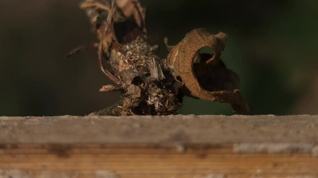 A Bagworm larva (Megalophanes stetinensis) crawls on the branch, India
