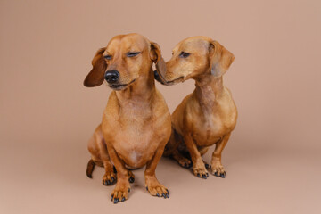Dachshunds side by side looking up – curiosity and pet attention concept