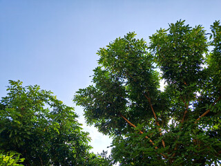 green leaves and blue sky in the morning