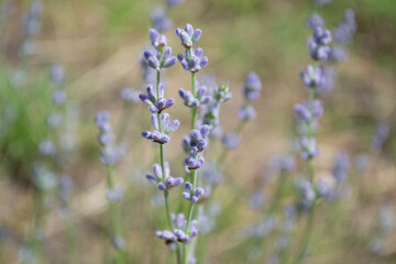 lavender flowers in the garden. close up