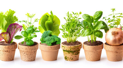 Obraz premium Potted Herbs and Vegetables Displayed in Clay Pots on White Background