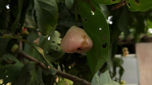 Low angle shot of Syzygium samarangense has many common names depending on the region. Gulab Jamun, Jambos, Jambu, Malabar Plum, Panineer Champakka, Mountain Apple, Cloud apple, Wax apple, Malay apple