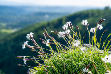 Beautiful Dianthus plumarius L.subsp. praecox (Kit.) Pawl. growing in its natural environment.
