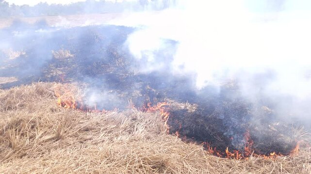 Stubble Burning in India( Parali burning), also known as stubble or straw burning, is the practice of setting fire to crop residue left after harvesting, primarily in agricultural regions of India.