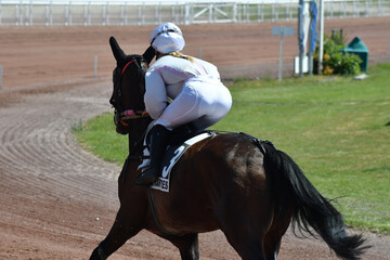 course hppique en trot monté