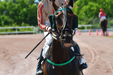 course hppique en trot monté