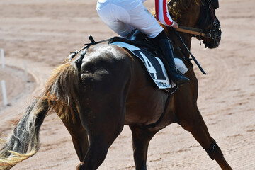 course hppique en trot monté