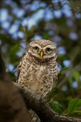 Spotted Owl Gazing from Tree Branch