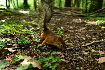 A red squirrel runs along the ground in search of food.