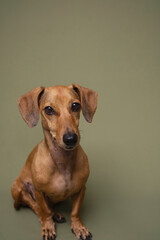 Studio shot of alert brown dachshund dog on green background perfect for vet services or pet...