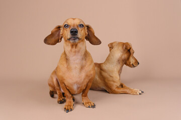 Two dachshunds relaxing side by side – pet companionship and calm behavior concept
