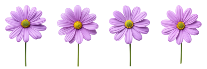 Vibrant purple daisies with detailed petals and stems