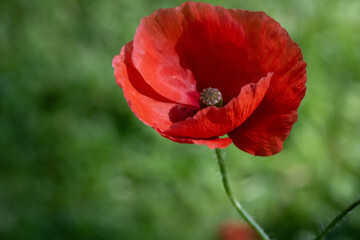 Obraz premium Landscapes