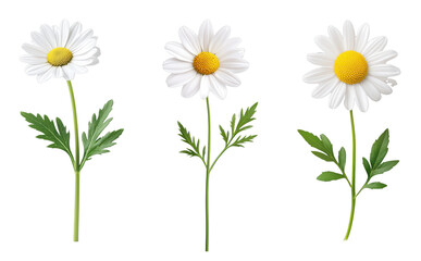 Fototapeta premium Three daisy flowers with vibrant white petals and green leaves