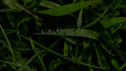 Dark Dew Drops On Grass Background. Nature Background Of Beautiful Raindrops At Dawn.