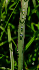 Dark Dew Drops On Grass Background. Nature Background Of Beautiful Raindrops At Dawn.